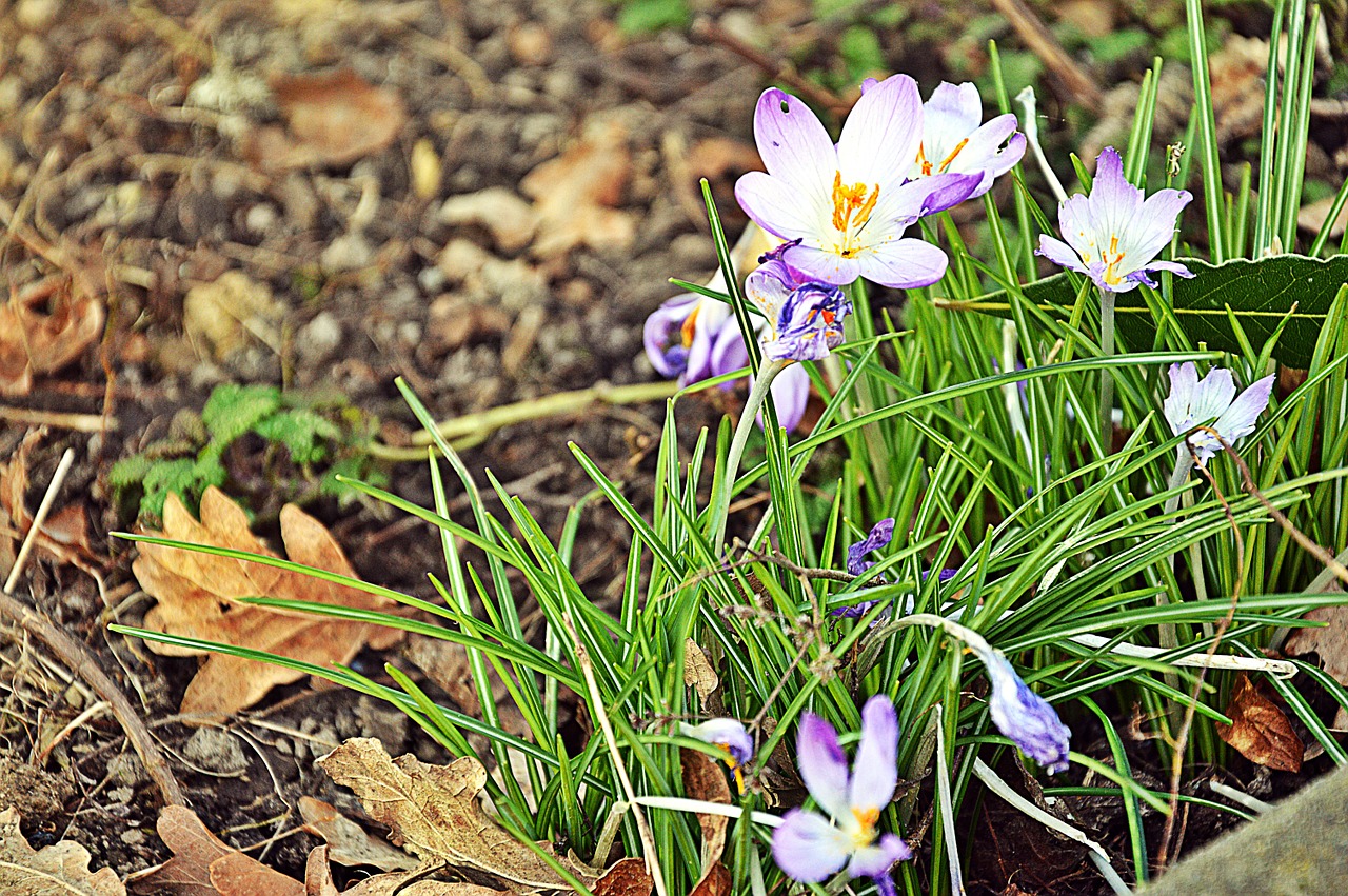 spring crocus nature free photo