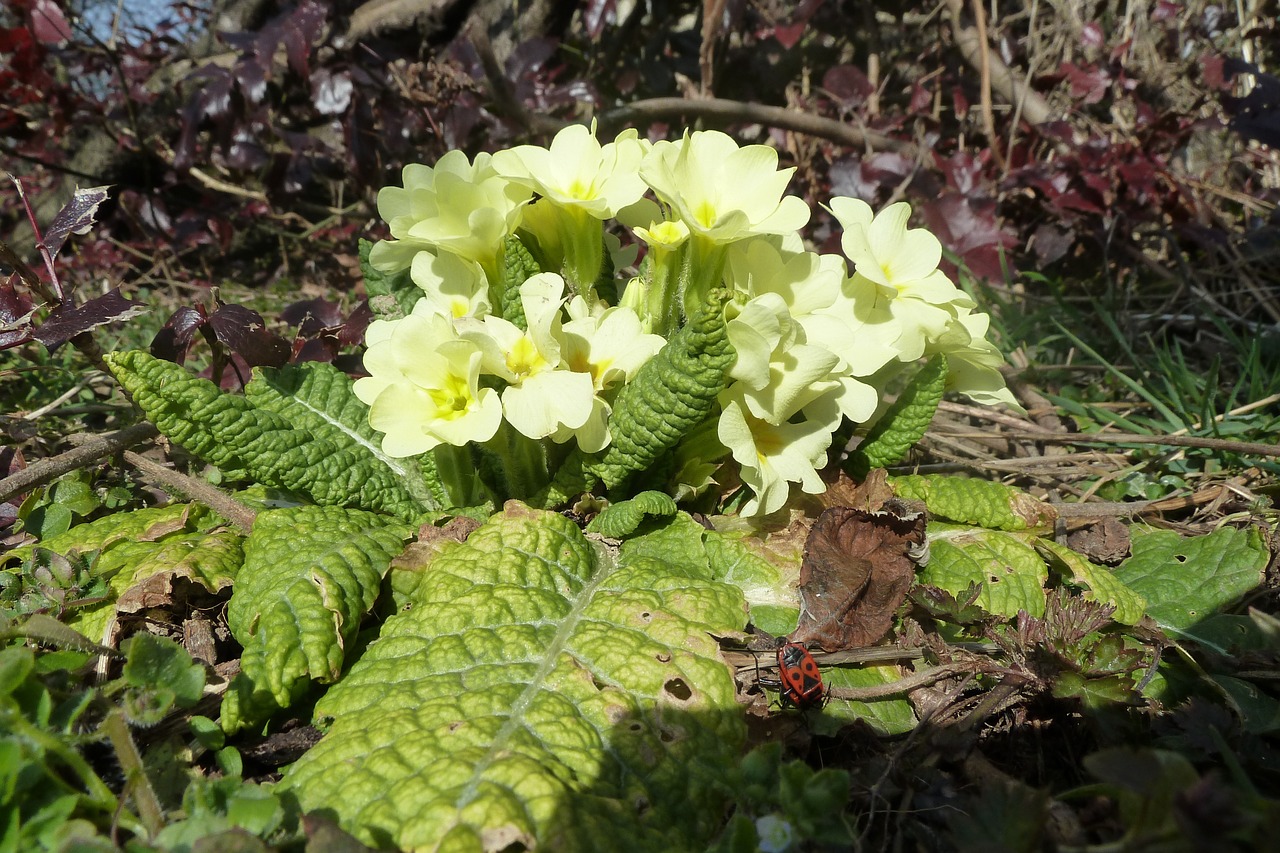 spring plant primrose free photo