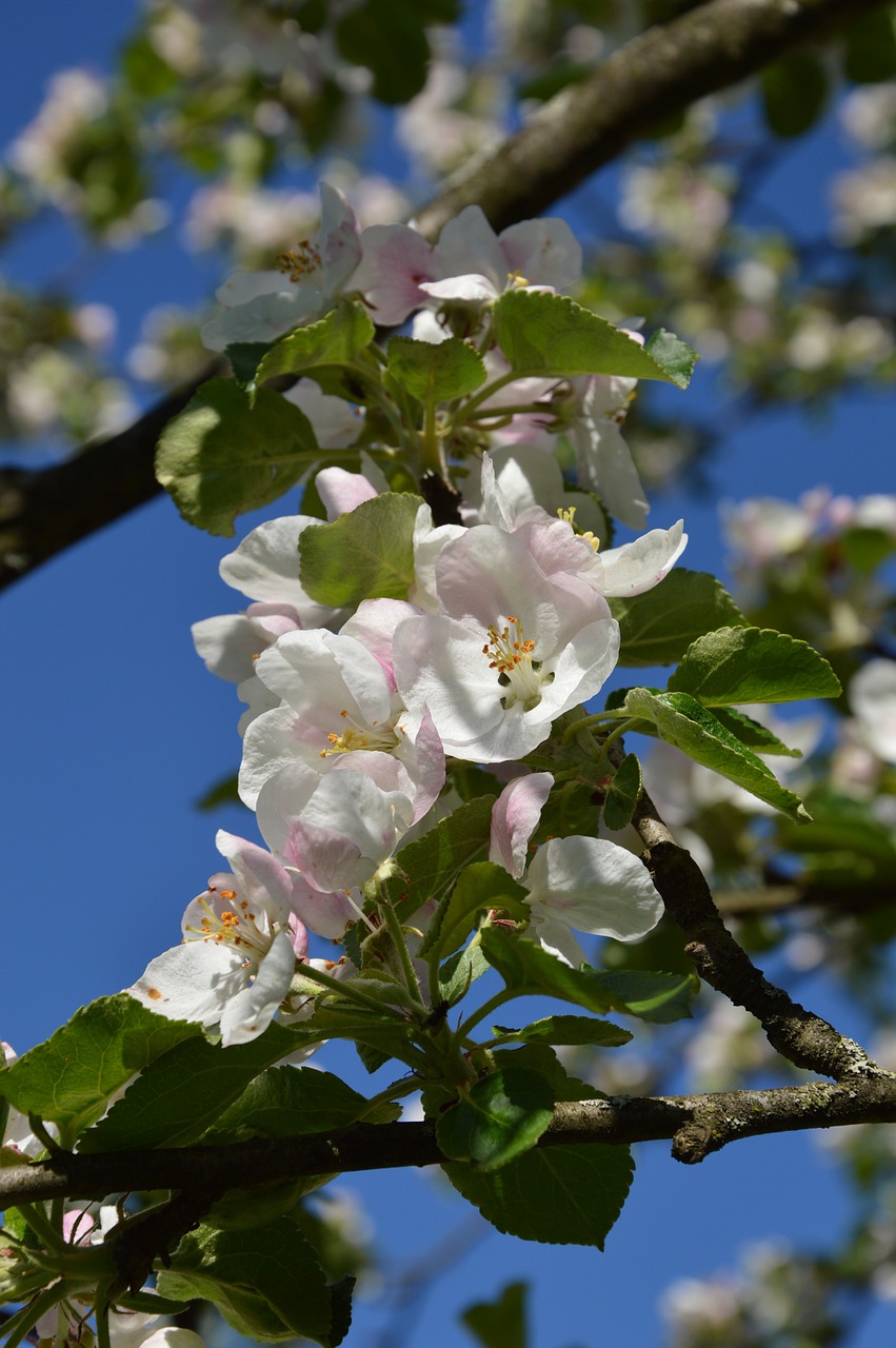 spring bloom nature free photo