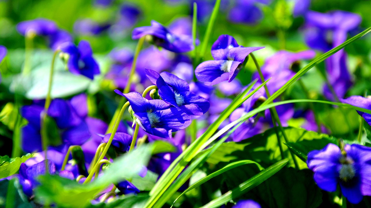 spring violet blue free photo