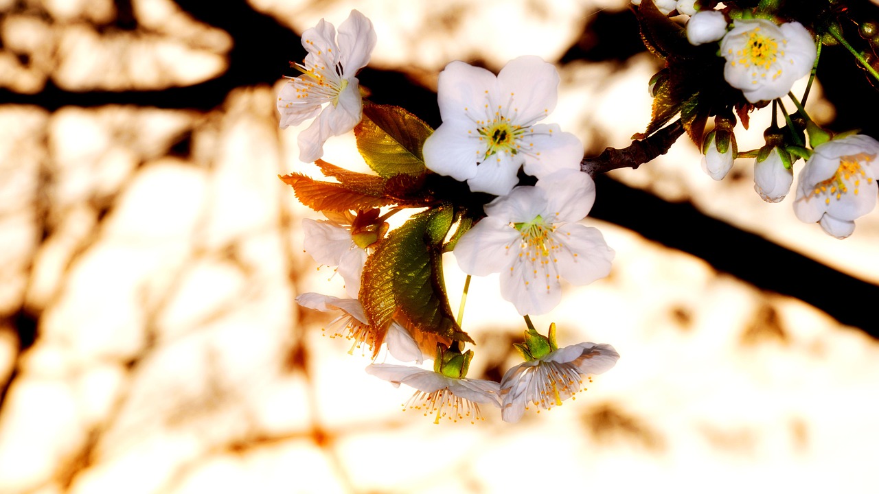 spring flowering tree cherry blossom free photo