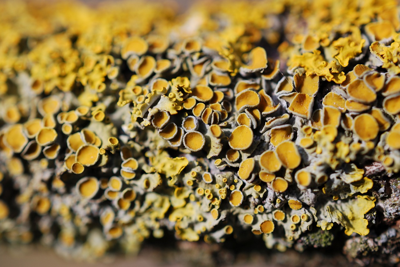 spring lichen wood free photo