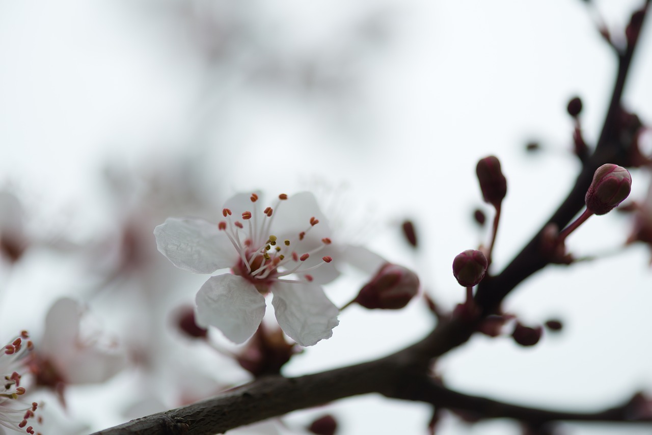 spring flower nature free photo