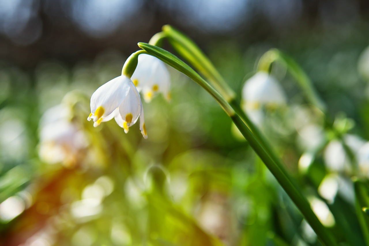 spring flower sunbeam free photo