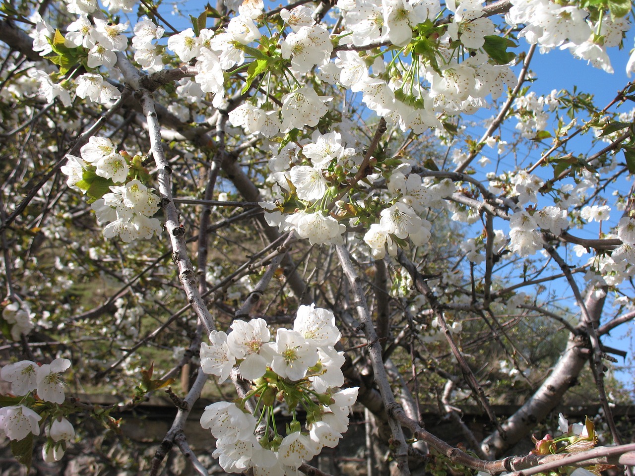 spring blossom fruits free photo