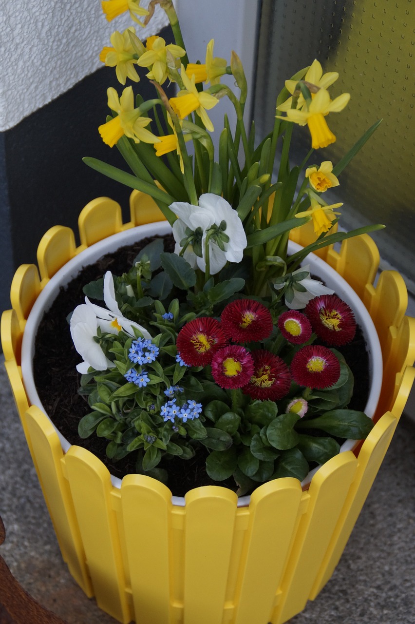 spring osterglocken bellis free photo