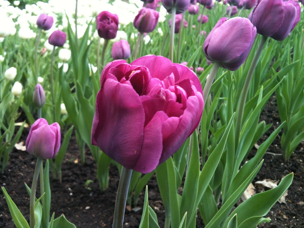 spring tulips magenta free photo