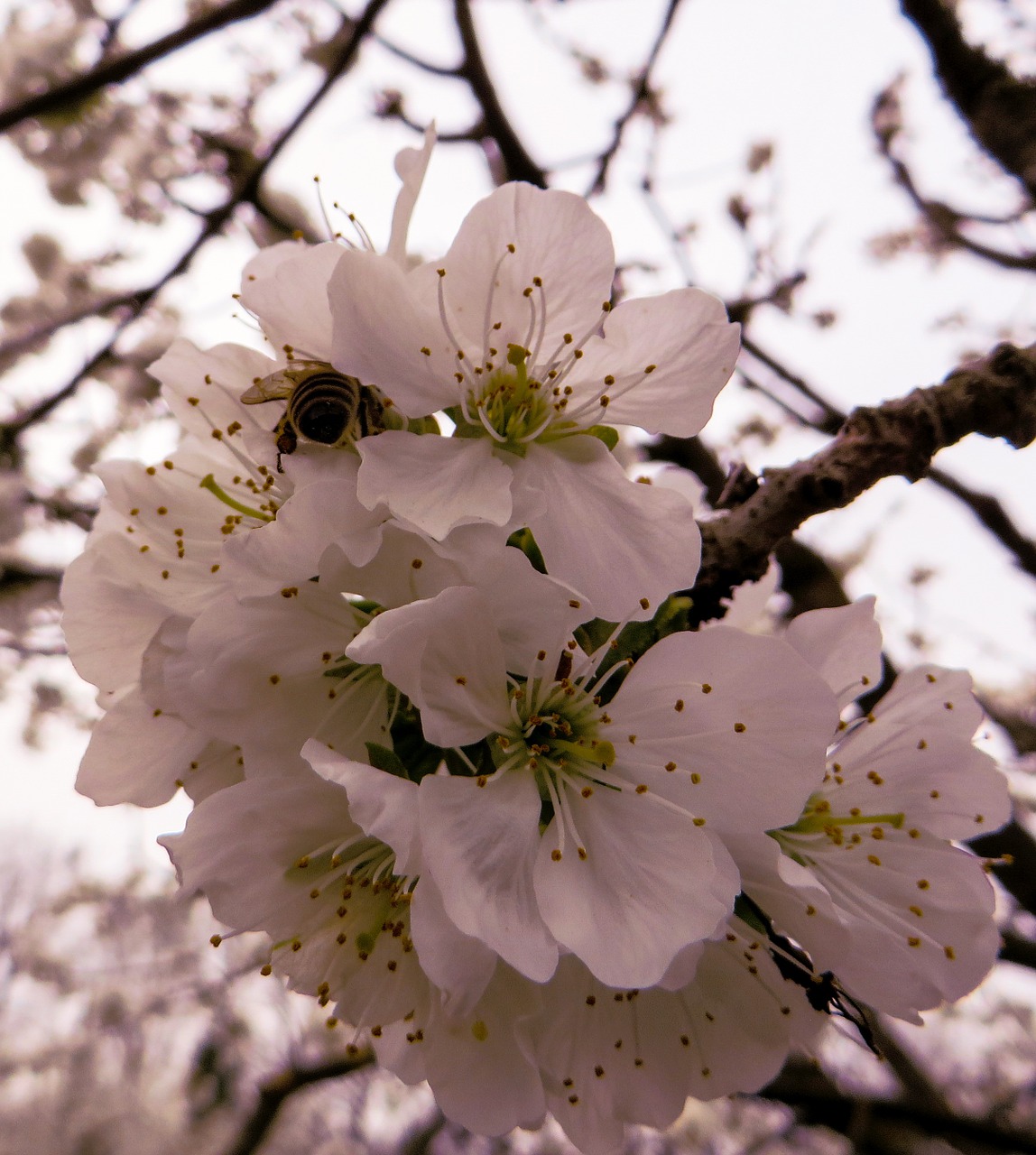 spring spring awakening blossom free photo