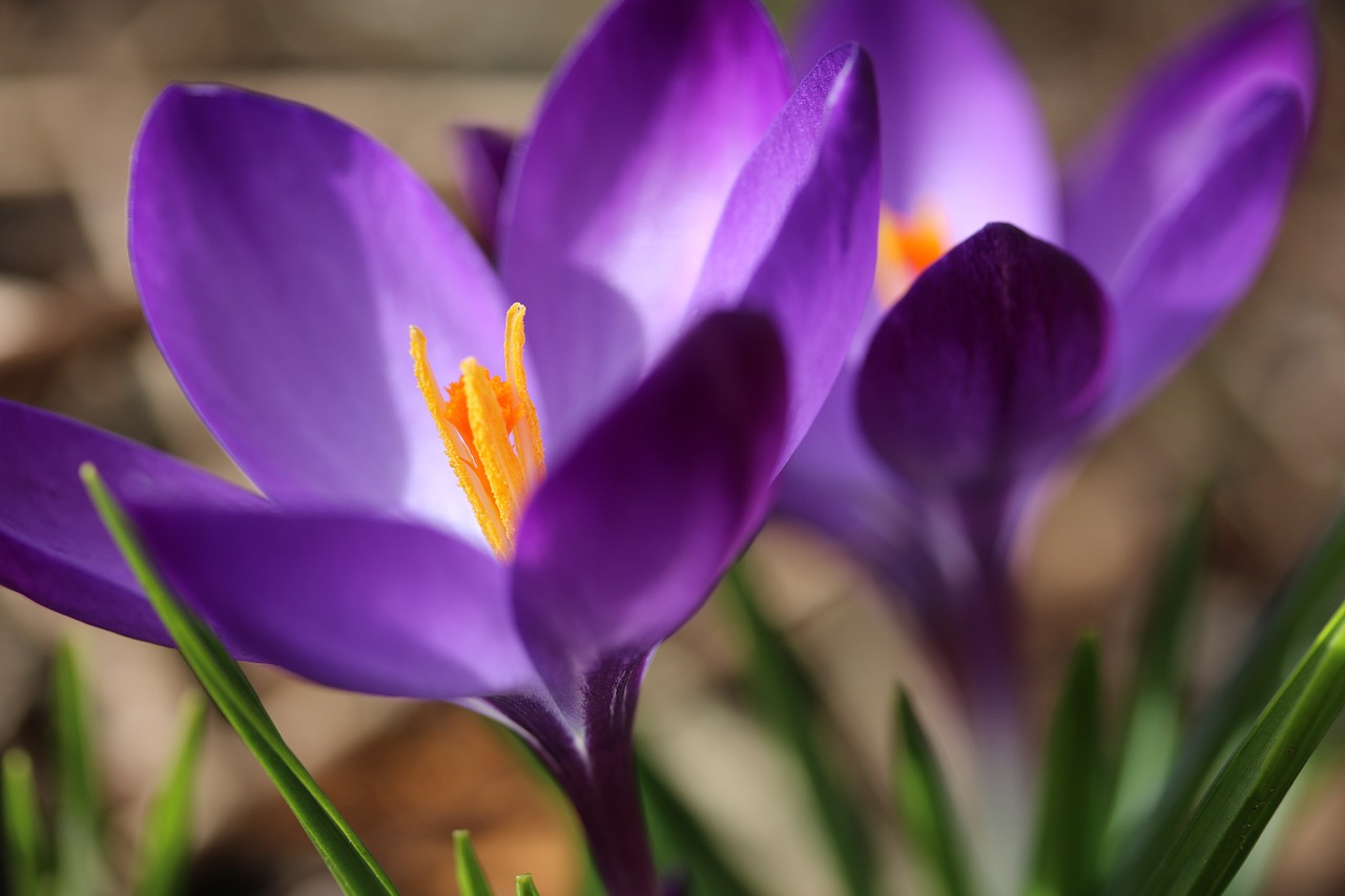 spring crocus flower free photo