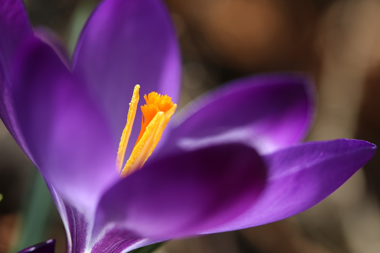 spring crocus flower free photo