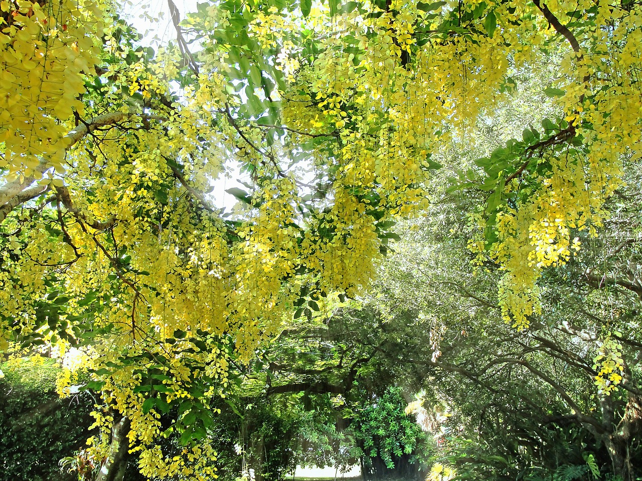 spring trees nature free photo