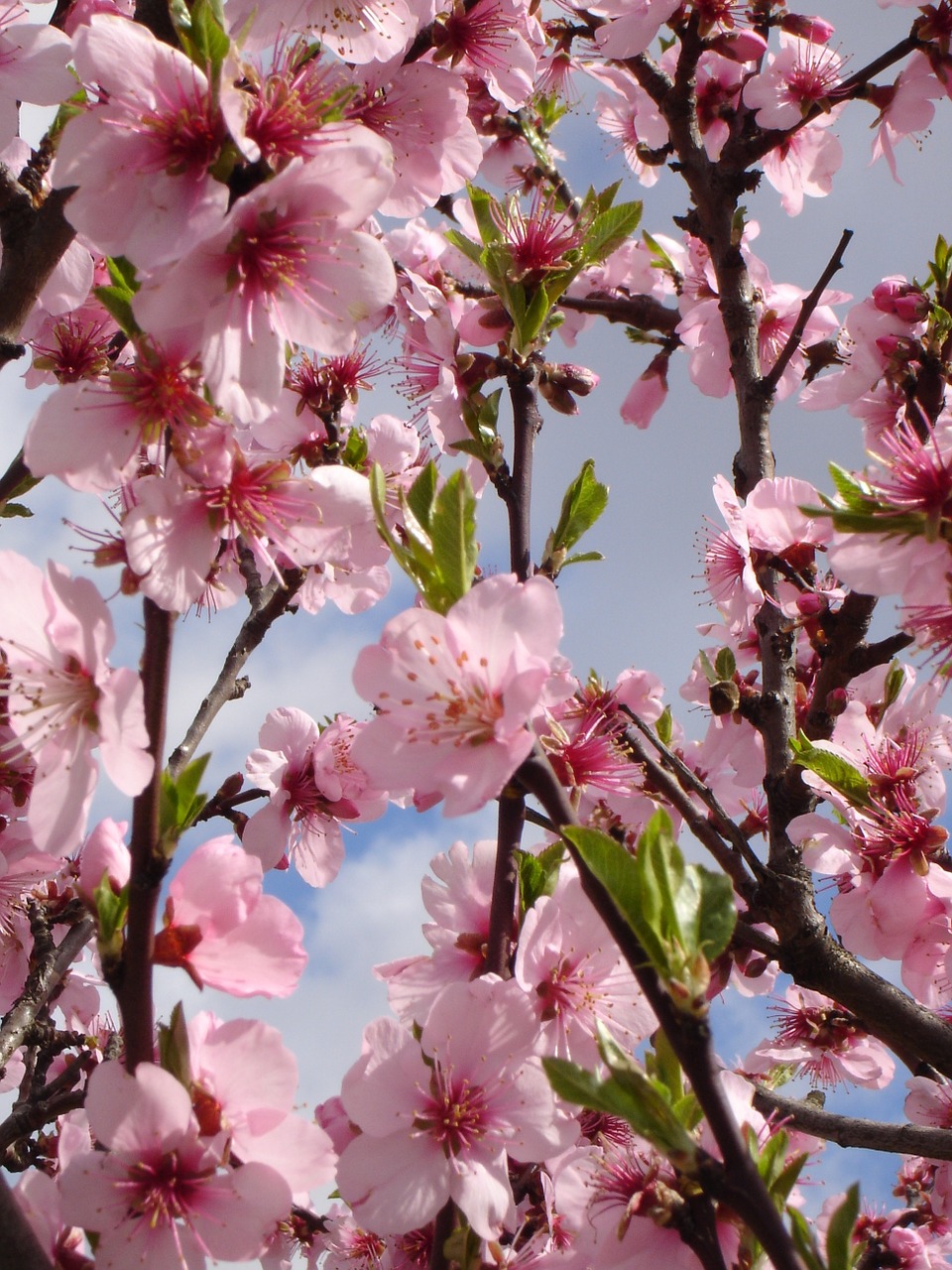 spring almond pink free photo