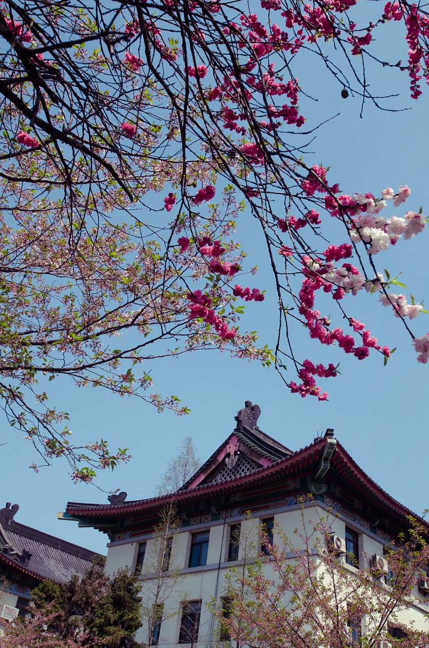 spring jimingsi cherry blossom free photo