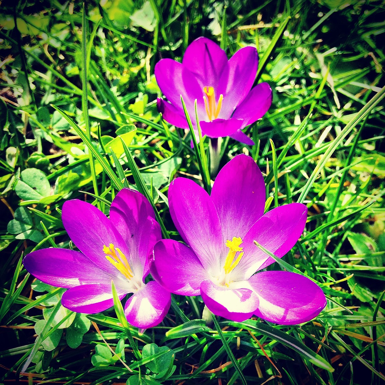 spring crocus flowers free photo