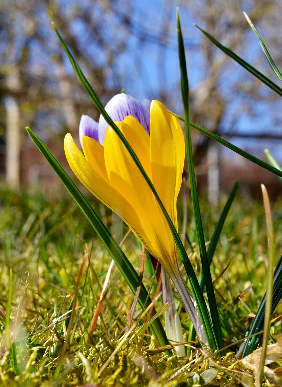 spring crocus yellow free photo