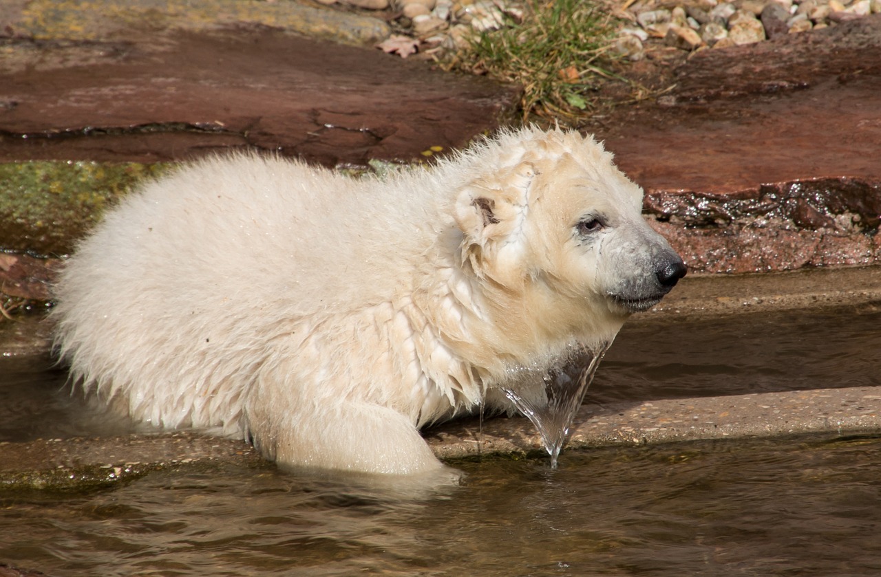 spring polar bear young animal free photo