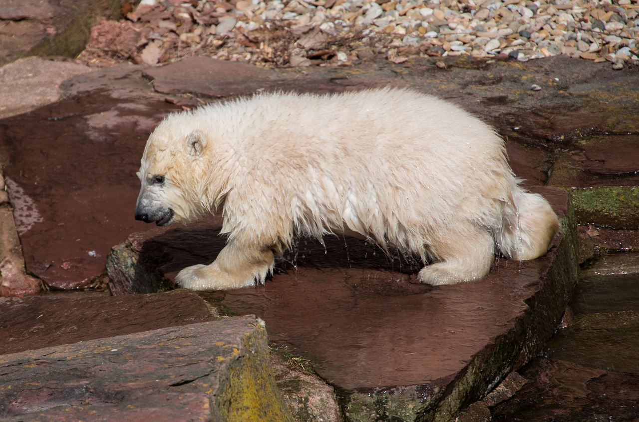 spring polar bear young animal free photo