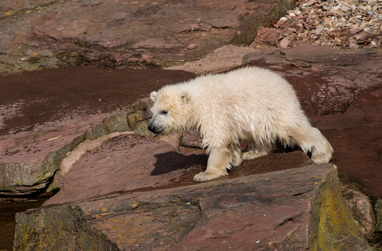 spring polar bear young animal free photo