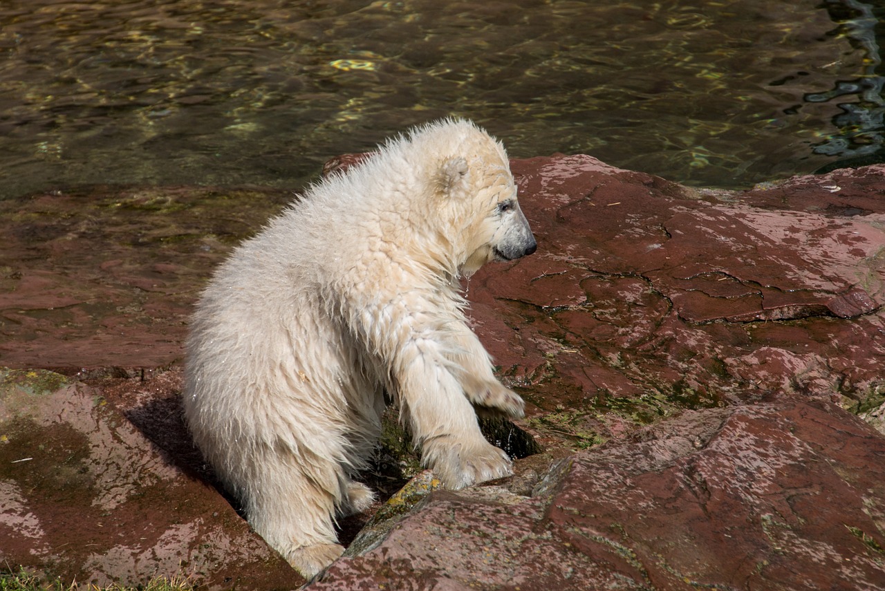 spring polar bear young animal free photo