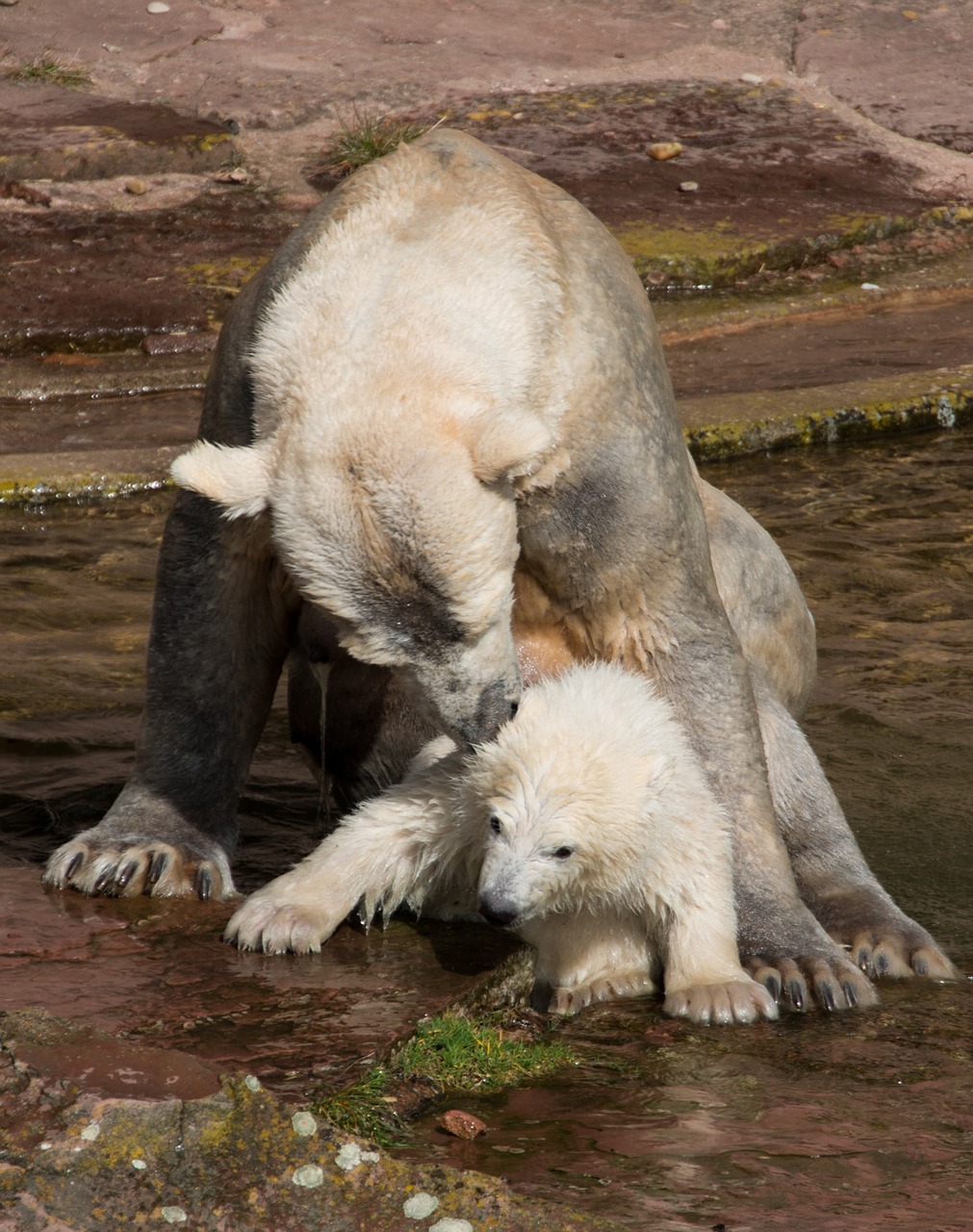 spring polar bear young animal free photo