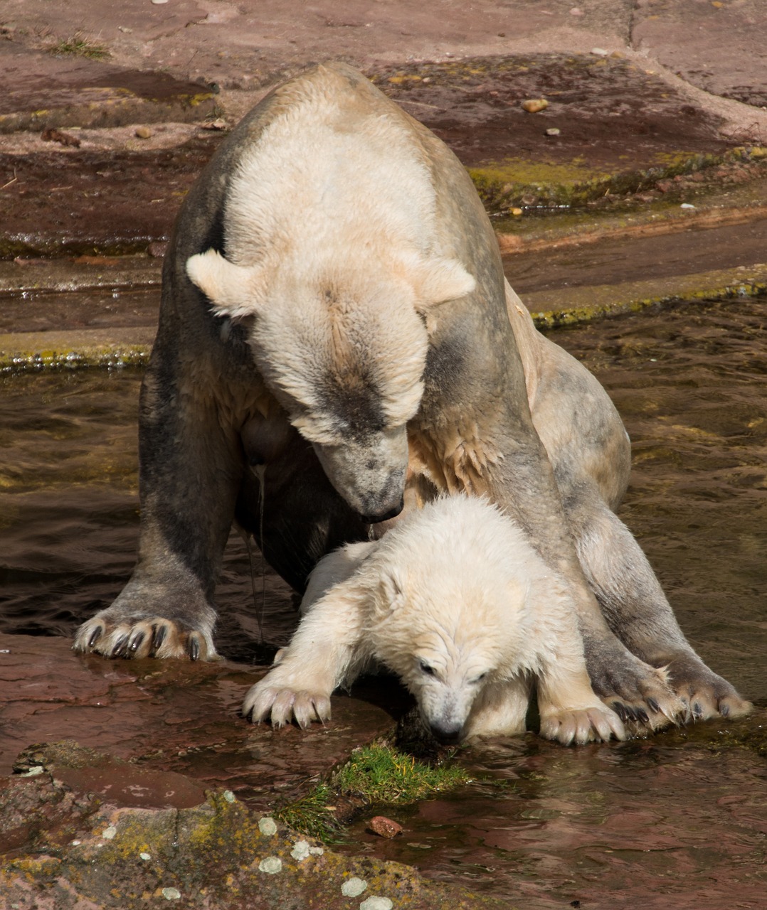 spring polar bear young animal free photo