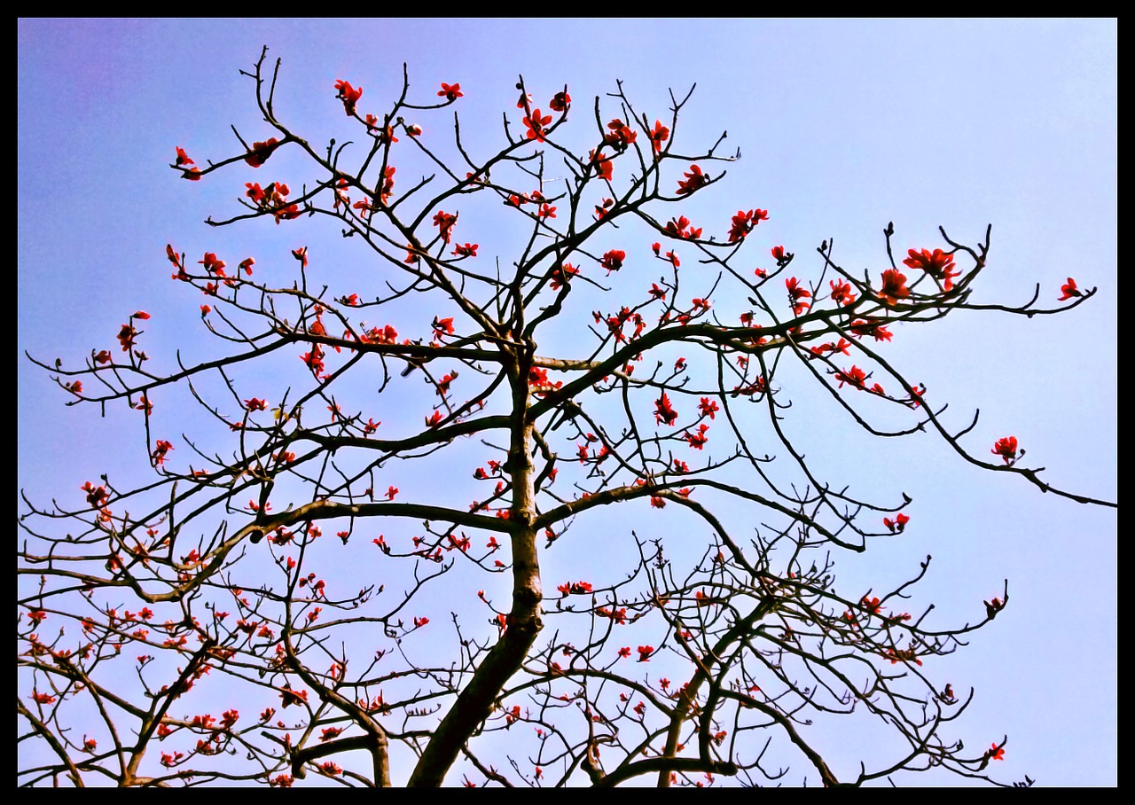 spring flowers sky free photo