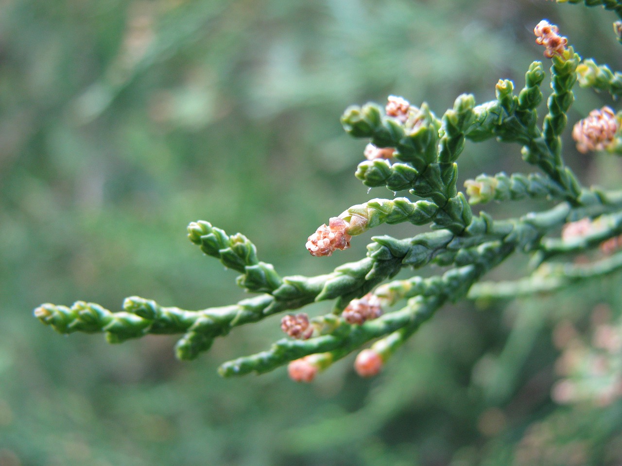 spring bud flower free photo