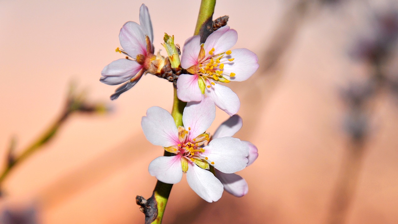 spring almond blossom macro free photo