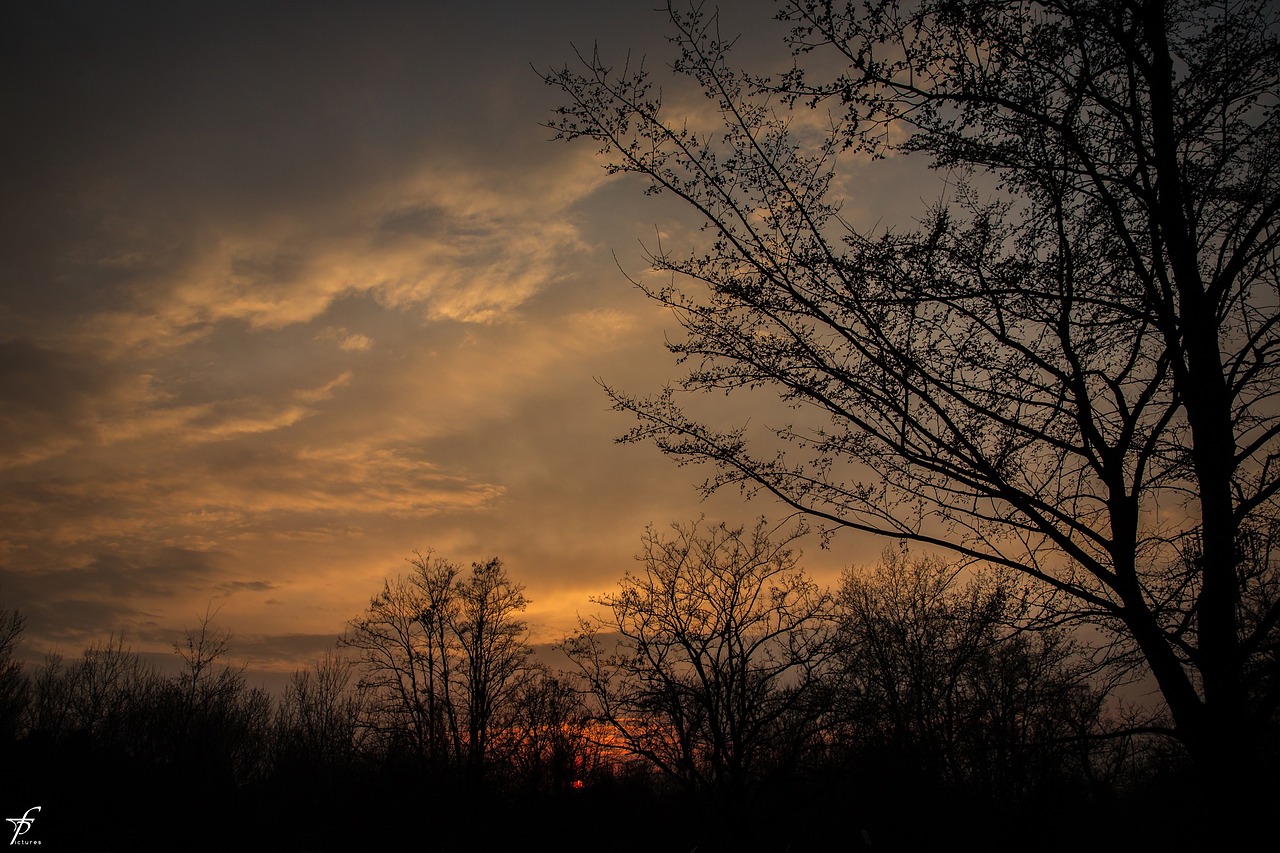 spring evening nature free photo