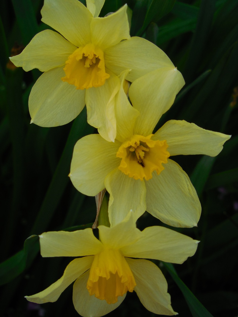 spring daffodil flower free photo