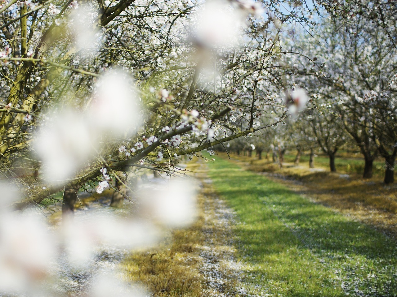 spring trees bloom free photo