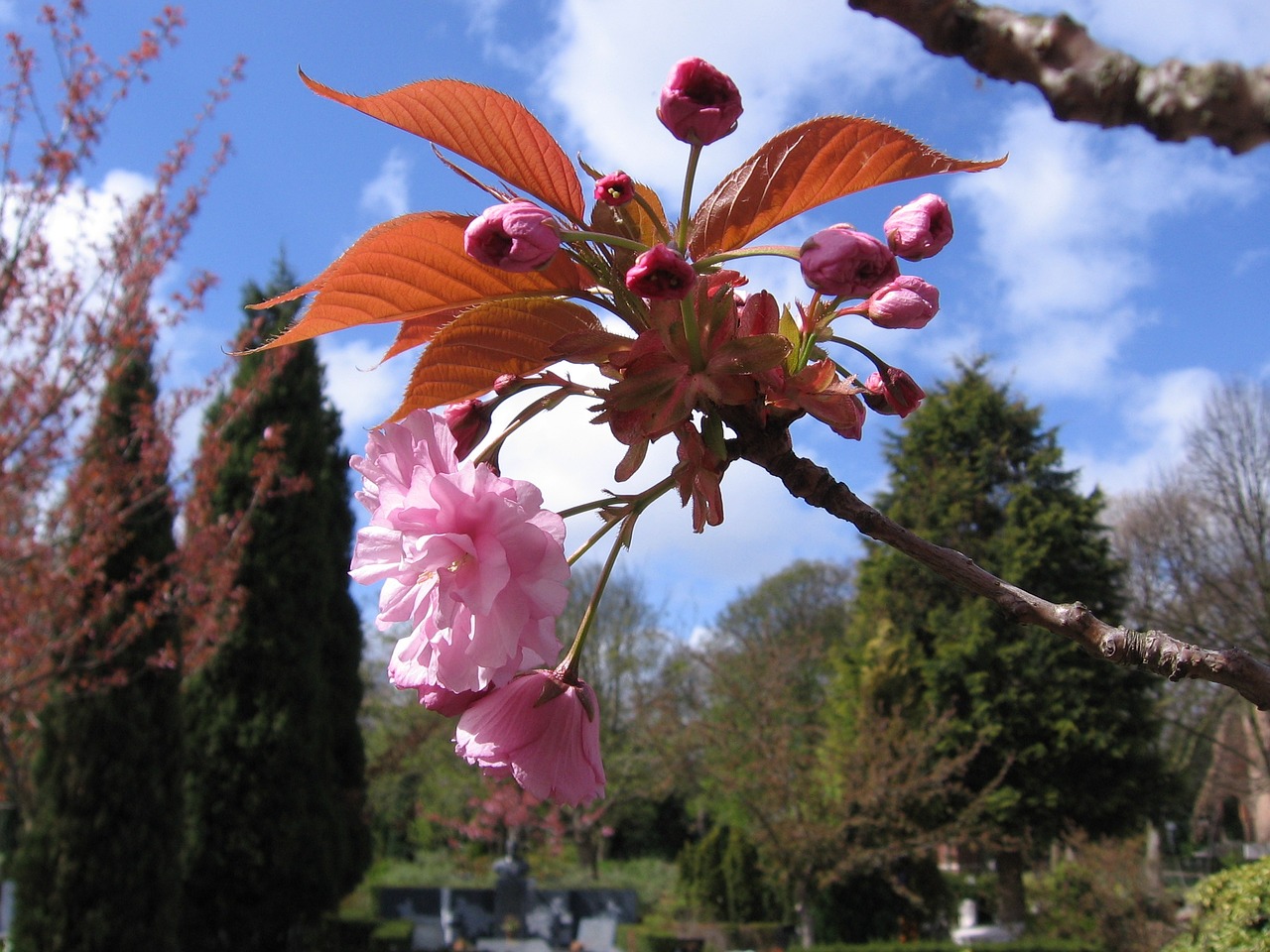 spring nature blossom free photo