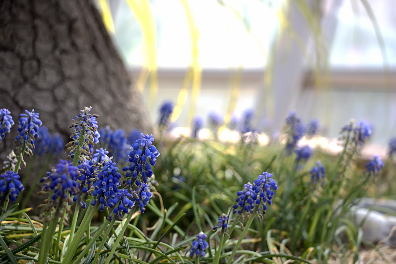 spring flowers nature free photo