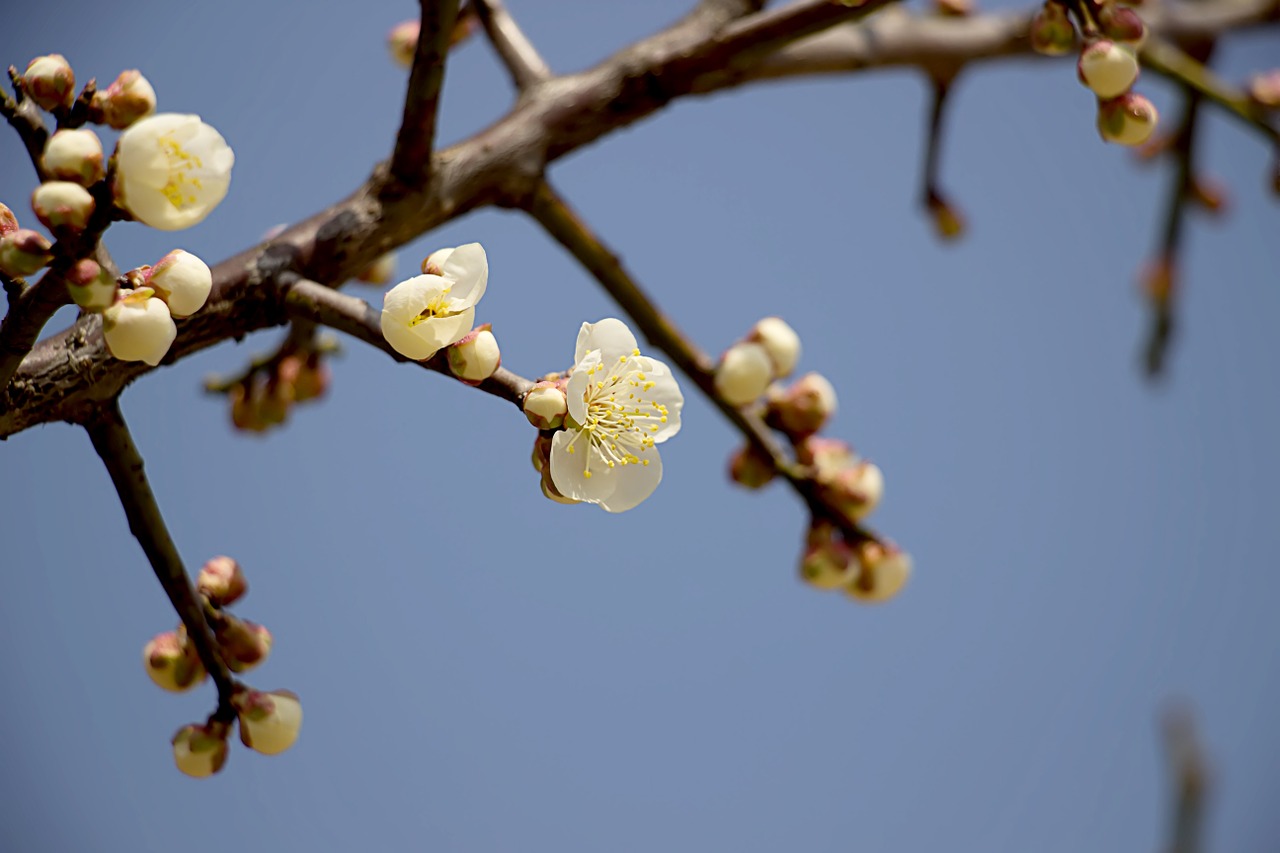 spring nature plants free photo