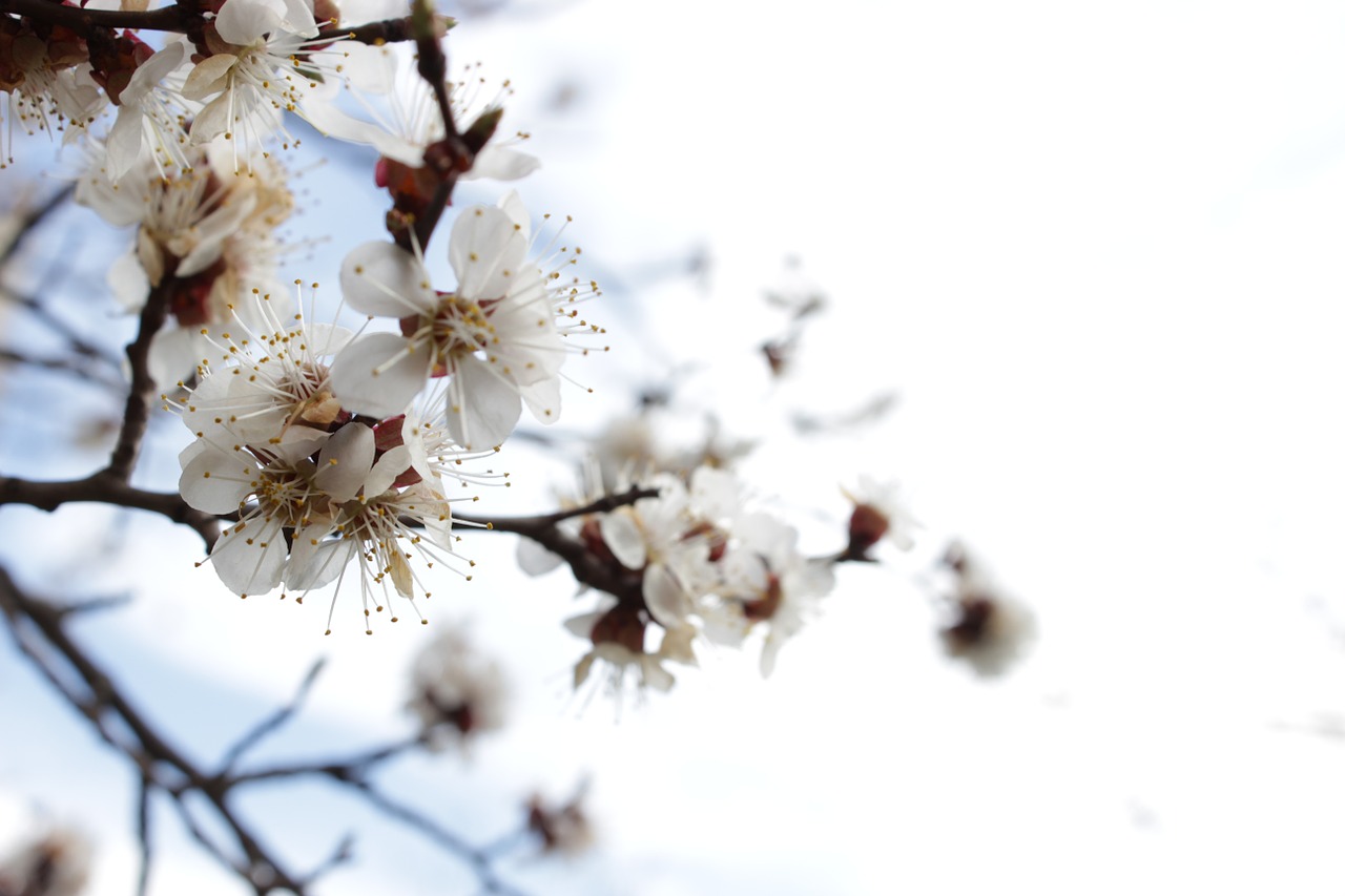 spring tree flowers free photo