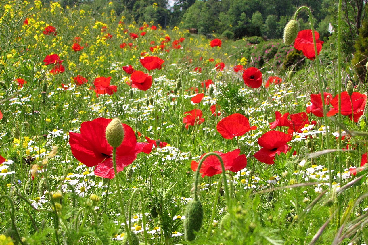 spring flower red free photo