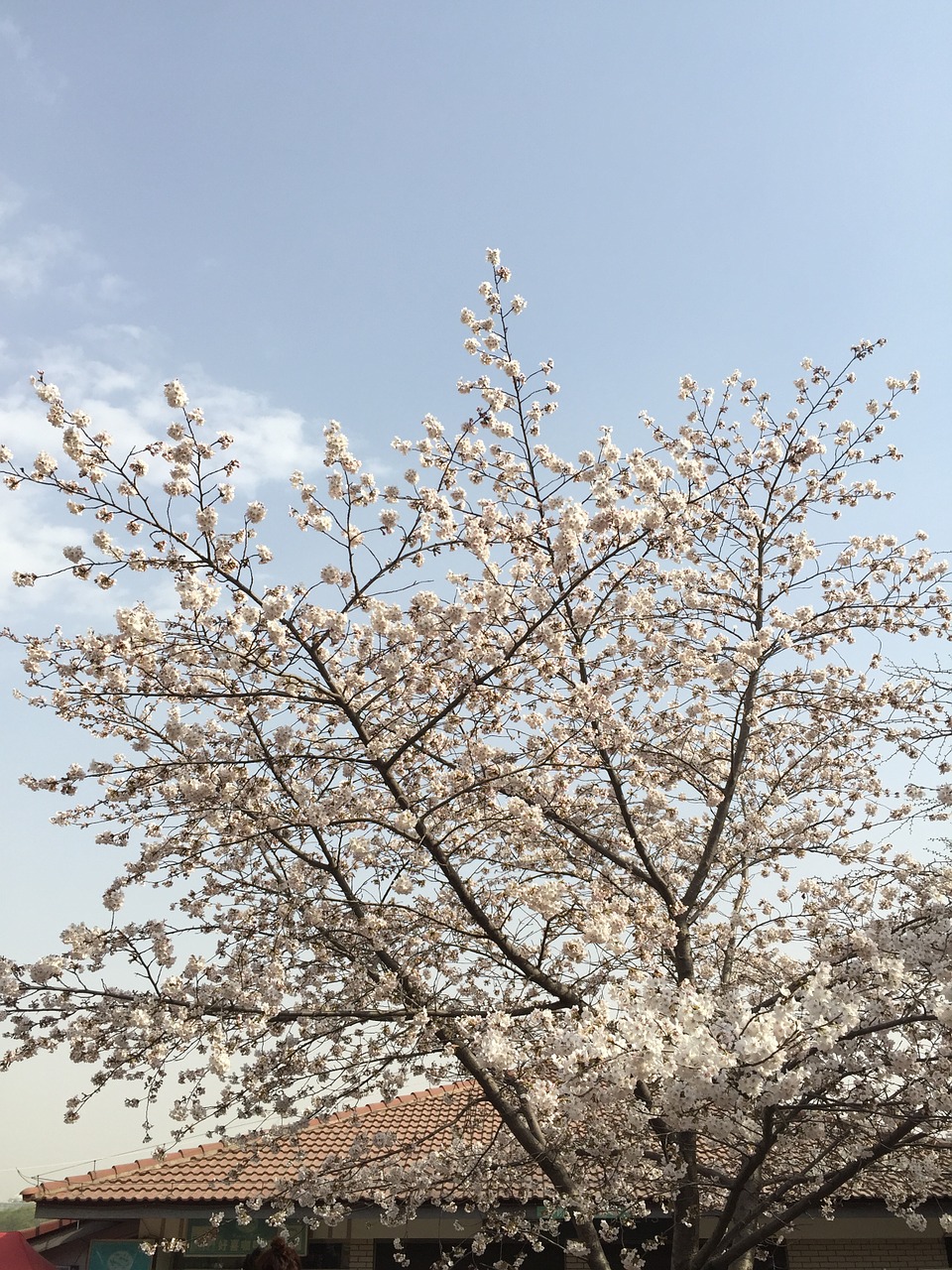 spring pink cherry blossom free photo