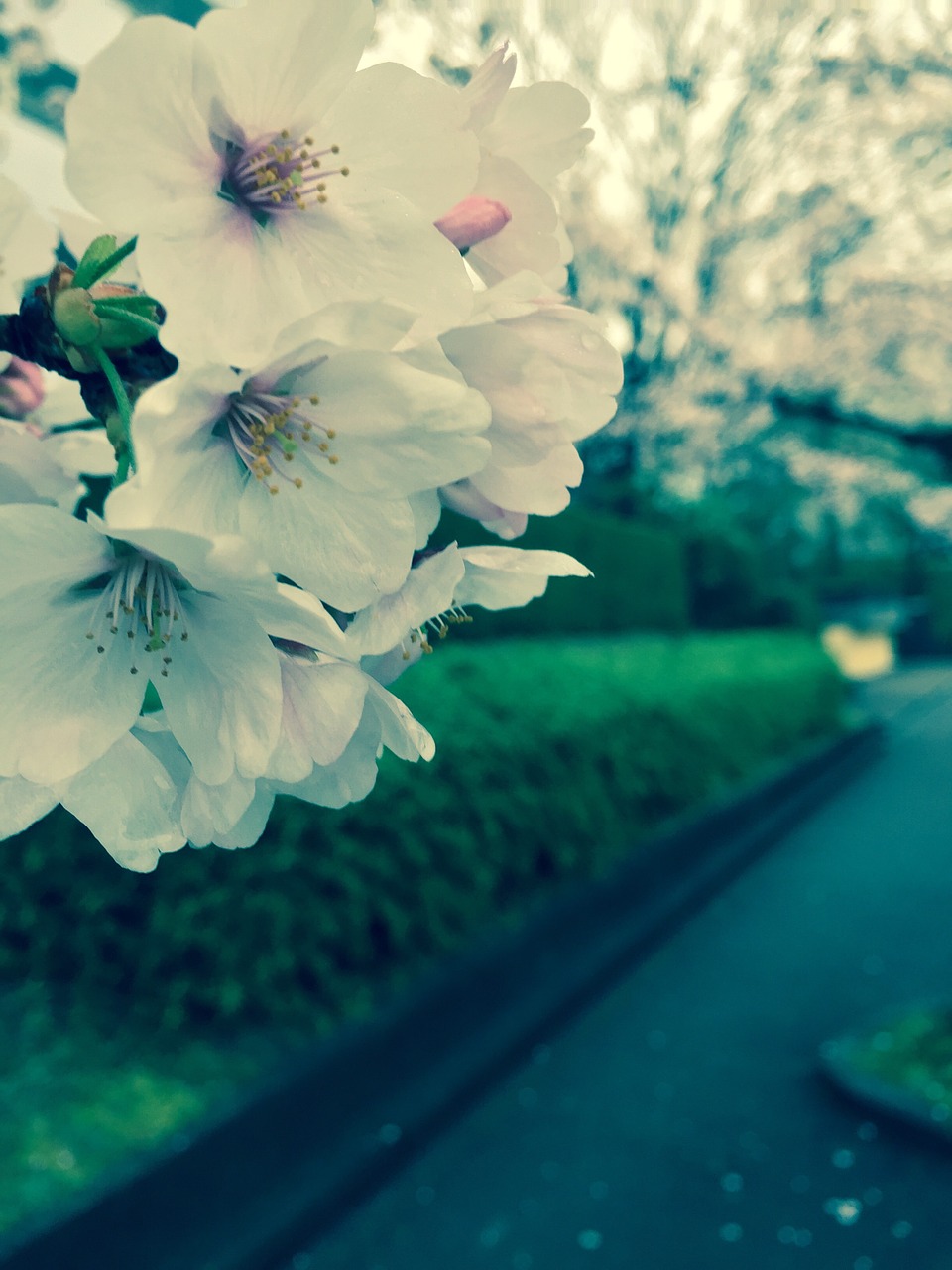 spring cherry blossom nature free photo