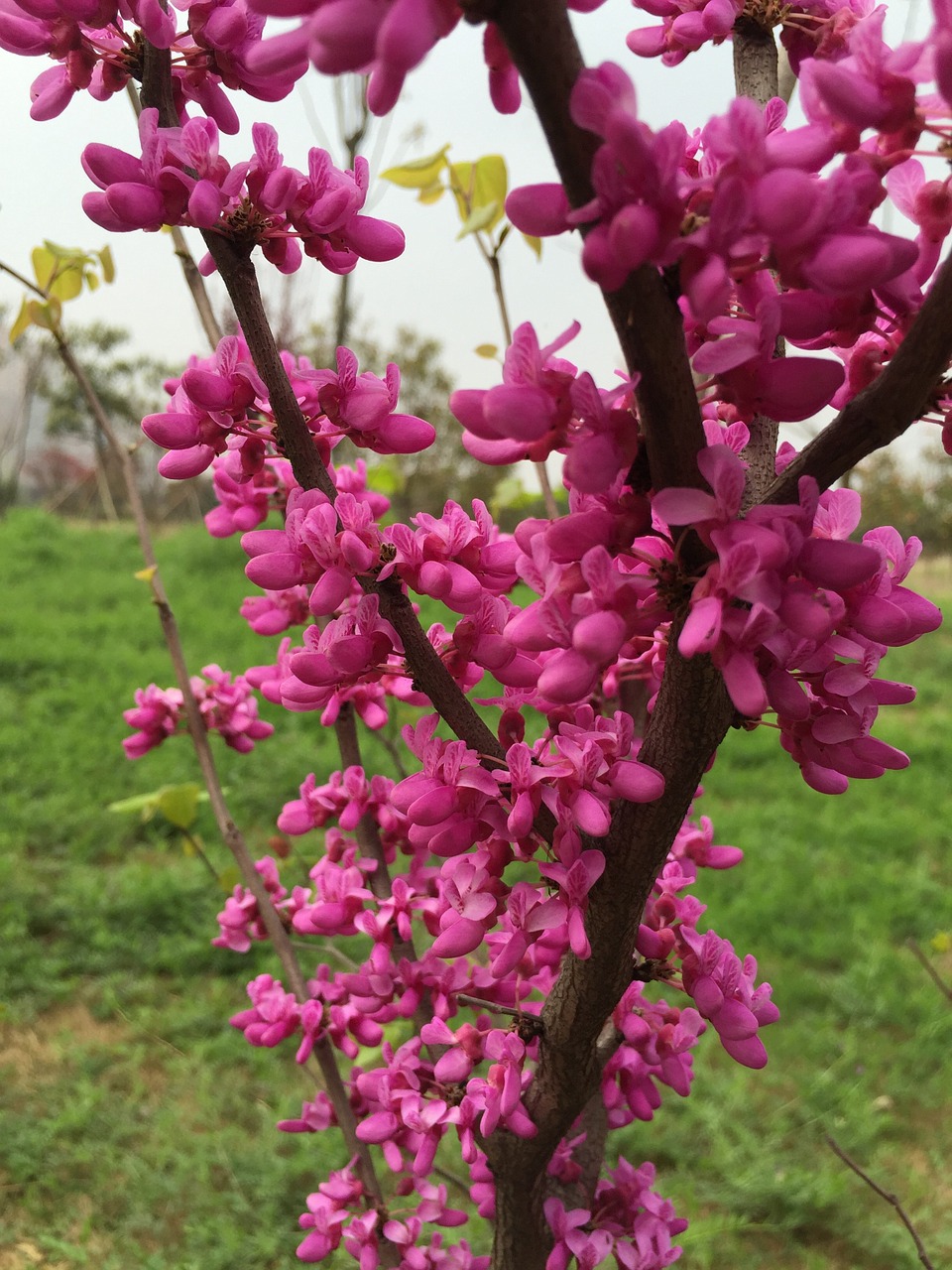 spring pink flowers free photo