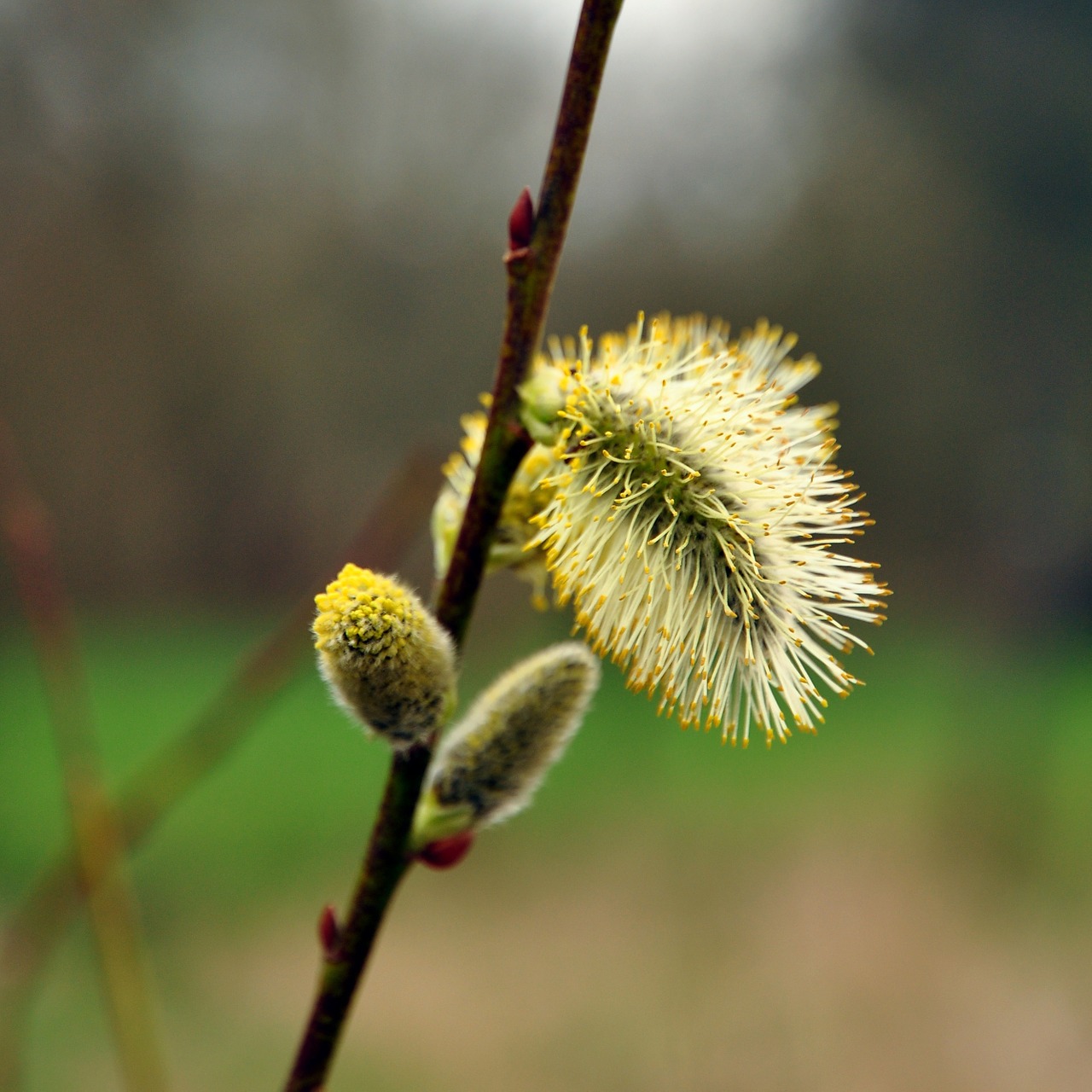 spring plant green free photo