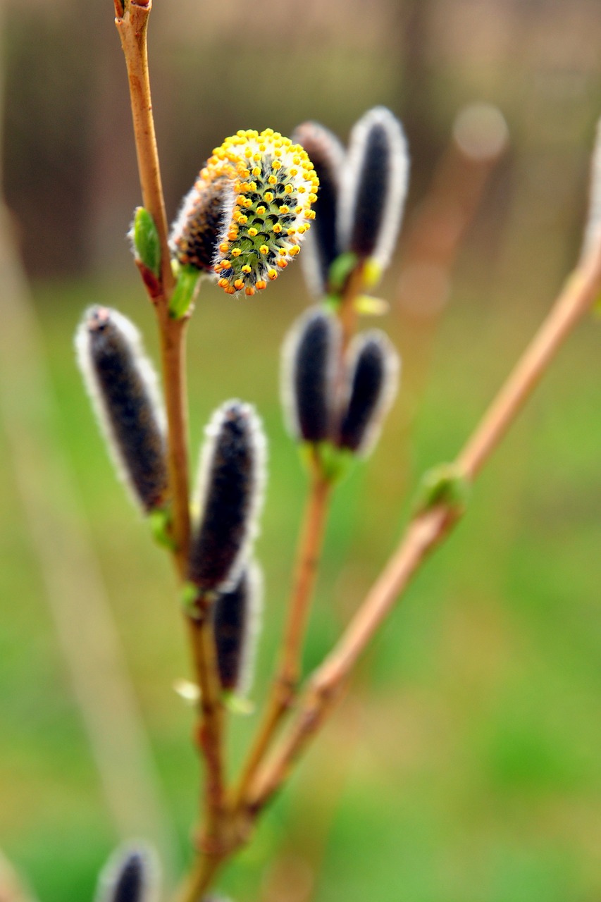 spring plant green free photo