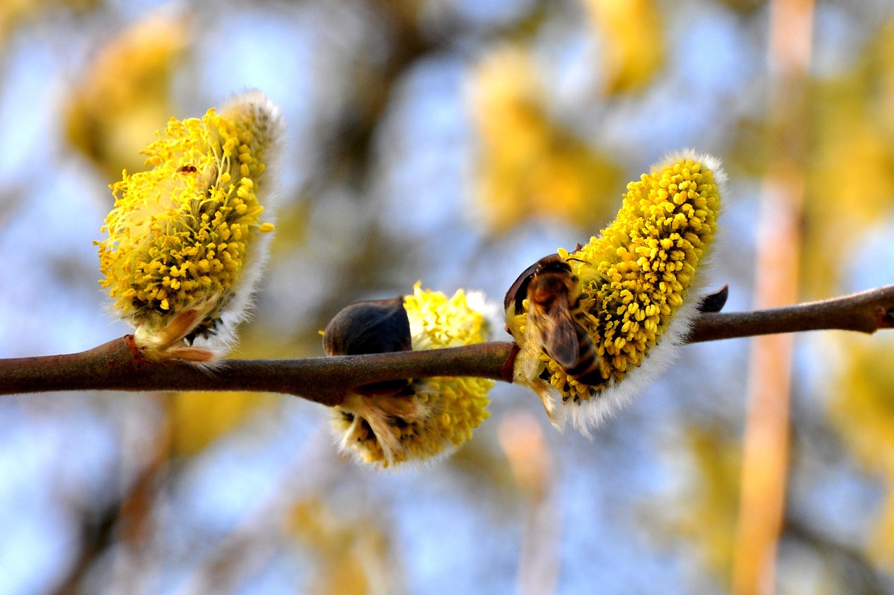 spring plants plant free photo