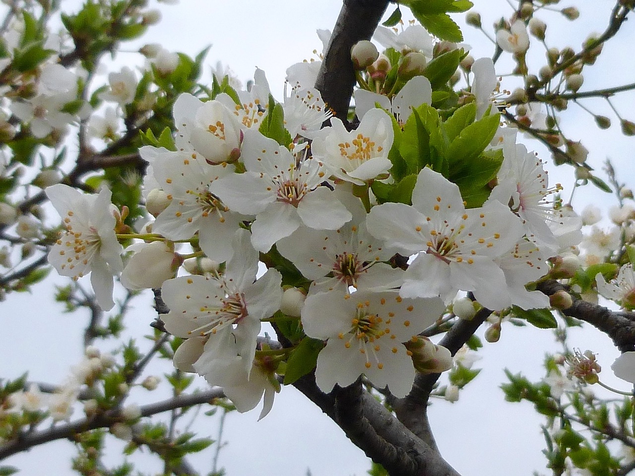 spring flower nature free photo