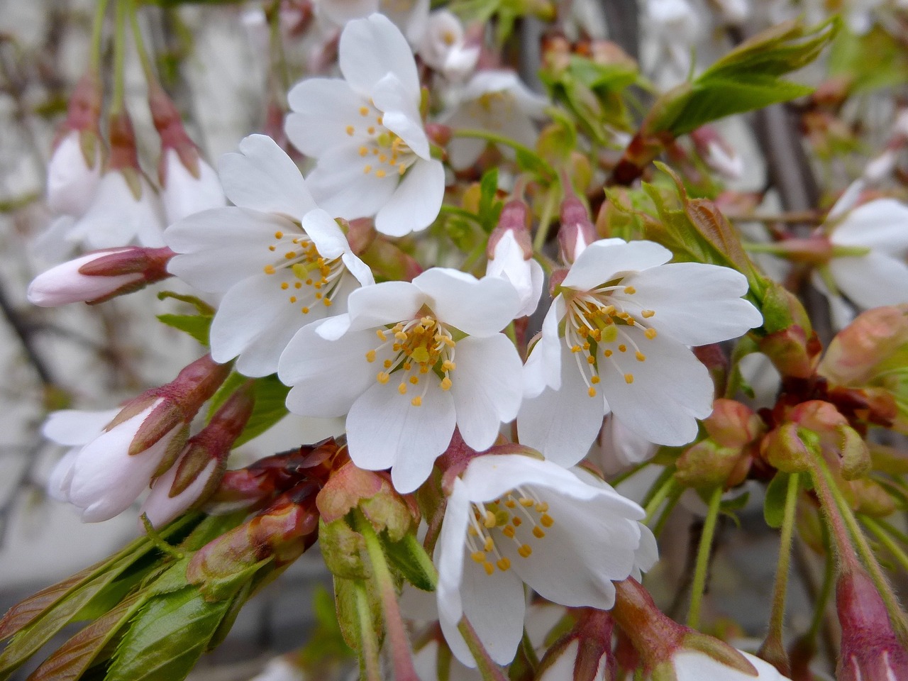 spring flower petal free photo