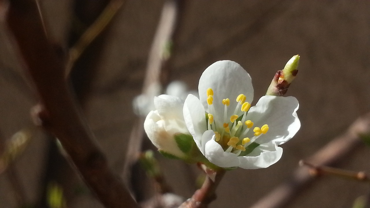 spring bloom white free photo