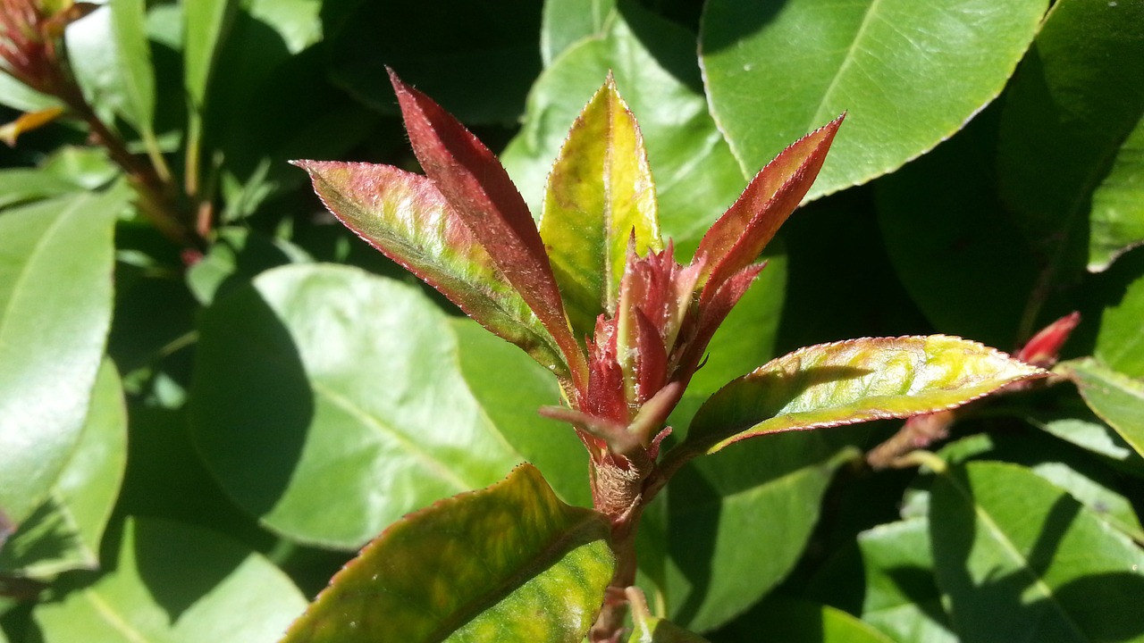 spring plant sprout free photo