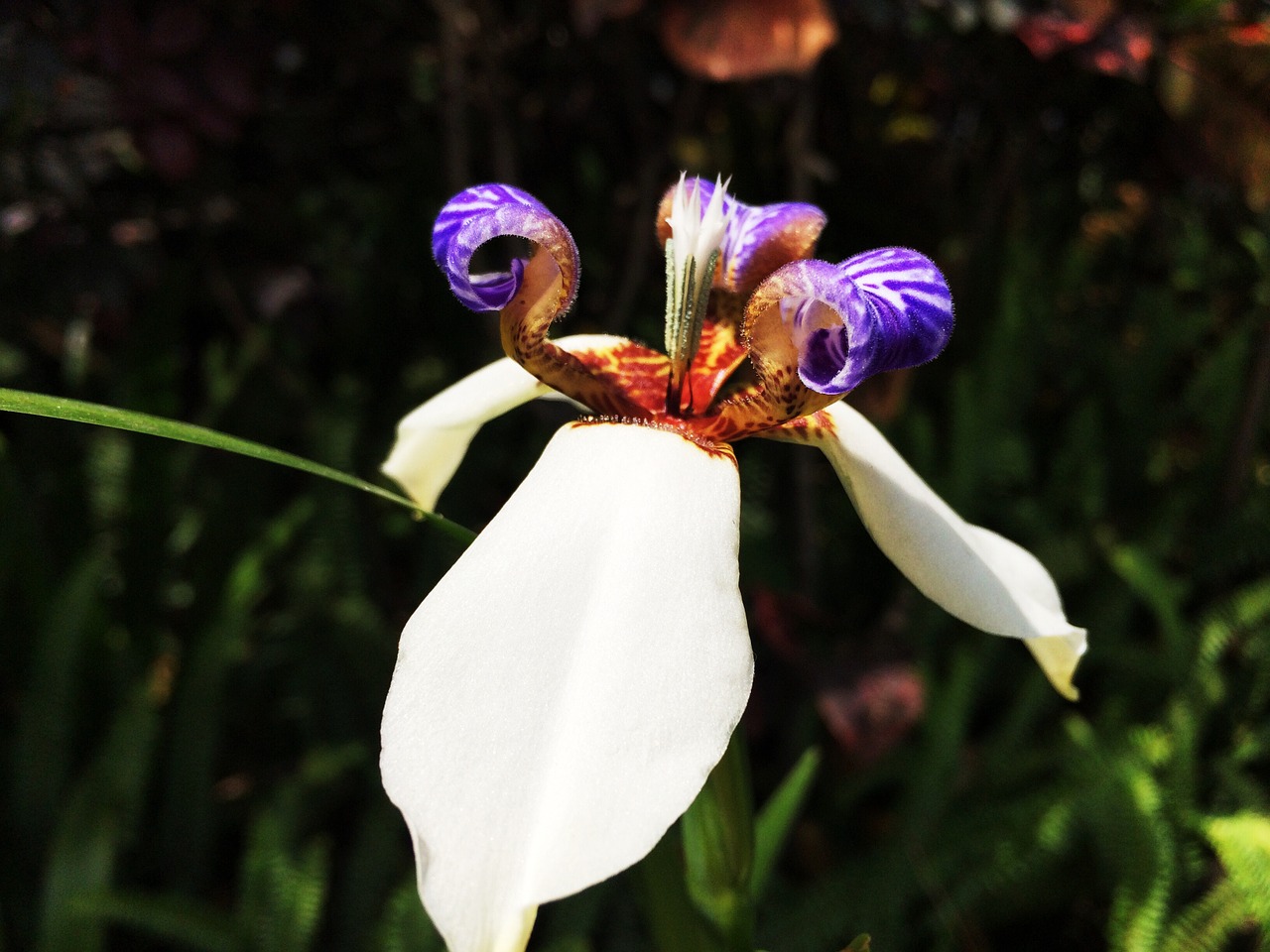 spring flowers iris free photo