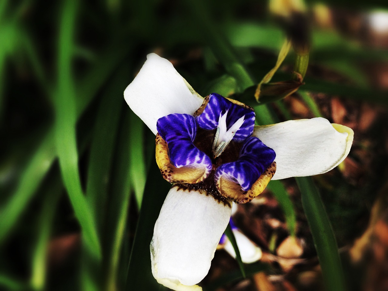 spring flowers iris free photo