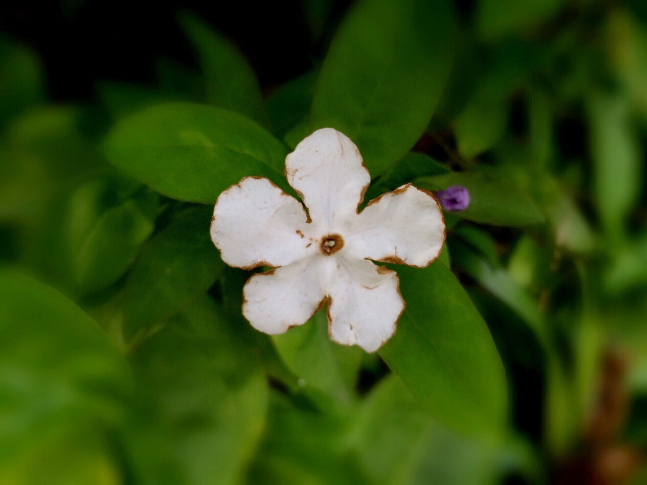 spring flowers white free photo