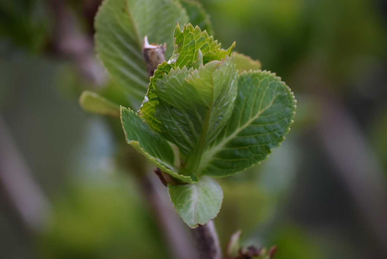 spring nature leaf free photo